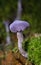 Laccaria amethystina, commonly known as the amethyst deceiver, or amethyst laccaria, is a small brightly colored mushroom,