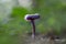 Laccaria amethystina, commonly known as the amethyst deceiver Purple violet mushroom Amethyst deceiver Laccaria amethystina. Ame