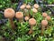 Laccaria laccata Mushrooms
