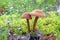 Laccaria proxima. Edible mushrooms in the Yamal mixed forest