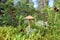 Laccaria proxima. Mushroom Sunny day in Siberia