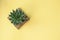 Lace Aloe, Aristaloe aristata green succulent haworthia plant pot on wood coaster with yellow background