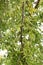 Lace bark elm Chinese elm ( Ulmus parvifolia ) fruits ( Samara ). Ulmaceae deciduous tree.