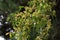 Lace bark elm Chinese elm ( Ulmus parvifolia ) fruits ( Samara ). Ulmaceae deciduous tree.