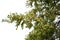 Lace bark elm Chinese elm ( Ulmus parvifolia ) fruits ( Samara ). Ulmaceae deciduous tree.