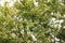 Lace bark elm Chinese elm ( Ulmus parvifolia ) fruits ( Samara ). Ulmaceae deciduous tree.