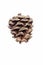 Lace-bark pine cone