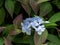 Lace-cap hydrangea closeup detail. Single flower head.