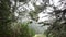 Lace lichen moss hanging, foggy misty forest trees. Fairy mysterious woods, USA.