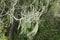 Lace lichen, Ramalina menziesii, 2.