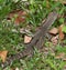 Lace Monitor eating a frog