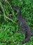Lace Monitor (Lace Goanna) (Varanus varius) Lizard