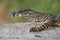 Lace monitor lizard on log