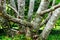 Lacebark pine with multiple trunks. closeup view. lush green background