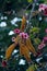 Lacebark tree, Brachychiton discolor, scrub bottle tree