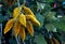 Lacebark tree, Brachychiton discolor, scrub bottle tree