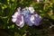 A lacecap Hydrangea macrophylla blossom