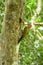Laced Woodpecker on the tree in forest