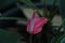 Laceleaf Anthurium flower