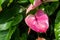 Laceleaf Anthurium vivid pink flower with green leaves in the background, known also as tailflower or flamingo flower