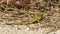 Lacerta agilis, a colorful male sand lizard, basks in the sun