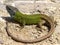 lacerta schreiberi, schreiberâ€™s green lizard, iberian emerald lizard