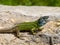 lacerta schreiberi, schreiberâ€™s green lizard, iberian emerald lizard