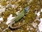 lacerta schreiberi, schreiberâ€™s green lizard, iberian emerald lizard