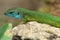 Lacerta viridis portrait,Moravia,Europe