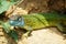 Lacerta viridis portrait,Moravia,Europe