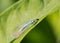 Lacewing