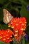 Lacewing Butterfly, cethosia biblis, Adult standing on Flower