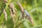 Lacewing (carnea chrysoperla)