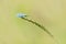 Lacewing Chrysopidae