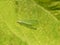 Lacewing on a green leaf