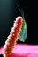 Lacewing on a magenta purslane flower