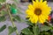 Lacewing on a Sunflower in the Garden