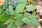 Lacewing Vine Adenia heterophylla plant