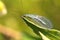 Lacewings on leaf