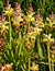 Lachenalia pallida with a bee