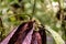 Lachesis pit viper in the jungle