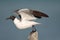 Lachmeeuw, Laughing Gull, Larus atricilla