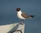 Lachmeeuw, Laughing Gull, Larus atricilla