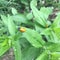 Lachnaia italica: insect on a leaf