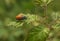 Lachnaia Leaf Beetle on Blackberry bush