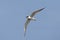 Lachstern, Gull-billed Tern, Gelochelidon nilotica