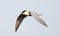Lachstern, Gull-billed Tern, Gelochelidon nilotica