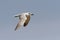 Lachstern, Gull-billed Tern, Gelochelidon nilotica