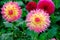 Laciniated dahlias with pink, white, and yellow petals