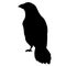 Lack raven or crow. The silhouette of a bird on a white background.